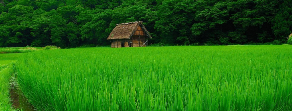 rice-fields-1024x390